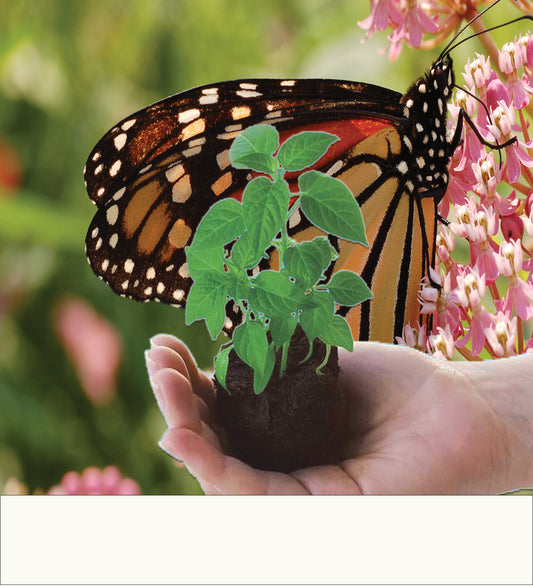 Shiur VasShir image of a monarch butterfly rests on a small green plant in a soil pot, held in a person's hand against a blurred garden background with pink flowers representing rebirth.