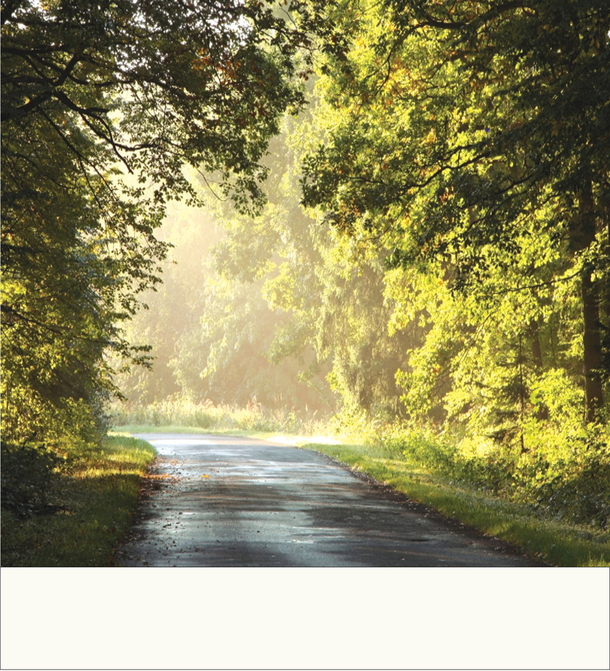 Shur VaShir image of a sunlit forest road with trees arching over the path, bright light filtering through the foliage, as the road disappears into the forest, reflective of life's wanderings.